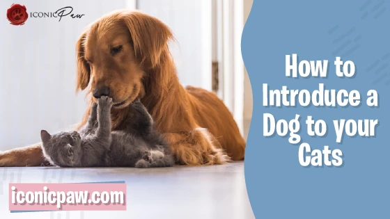 How to Introduce Your Dog to Your Cat- Infographics