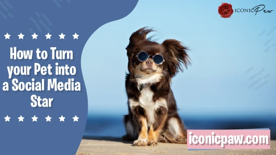 How to turn your pet into a social media star- Infographics