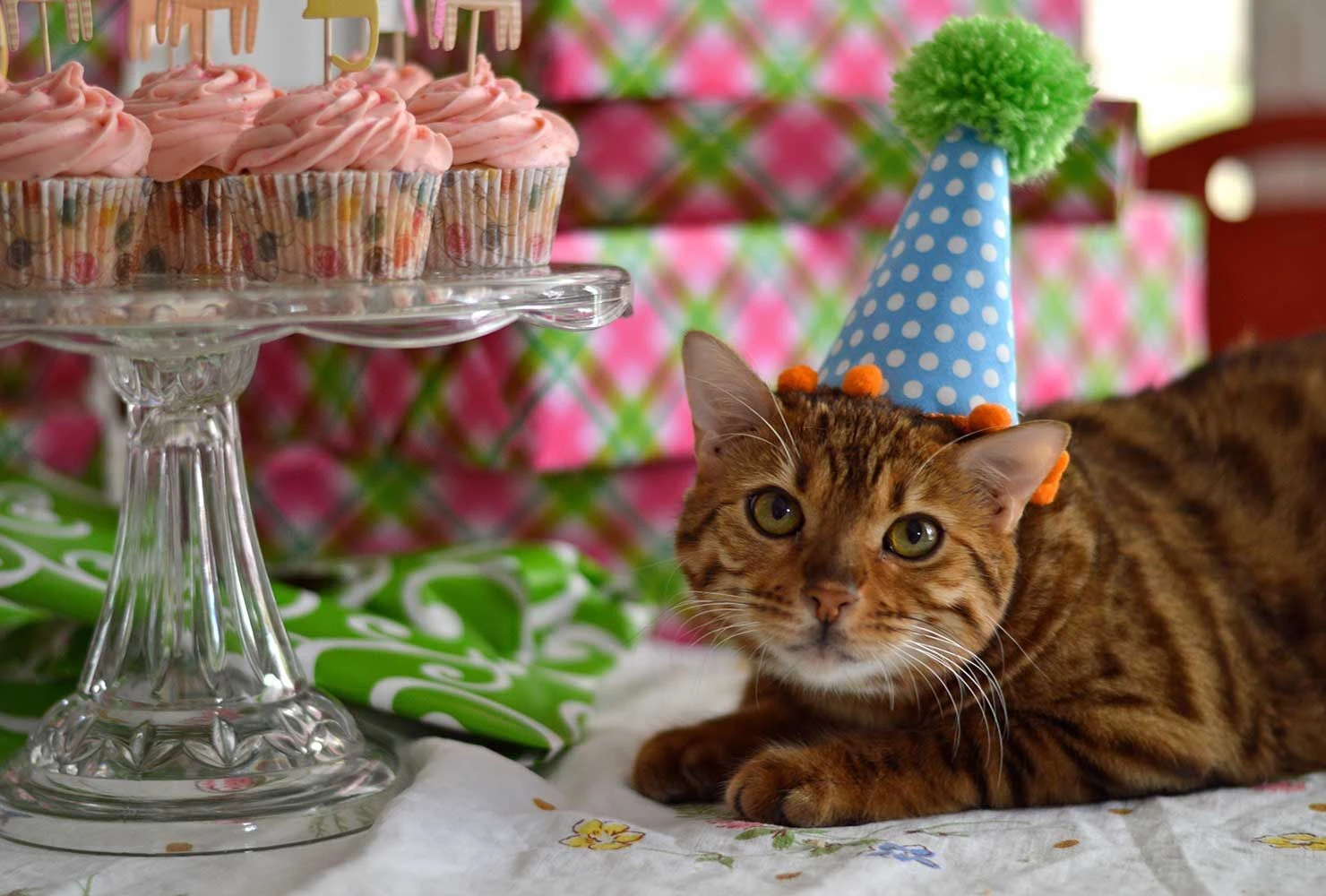 kitten celebrating birthday