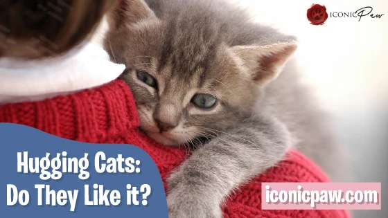 Hugging Cats: Do They Like it - Infographics