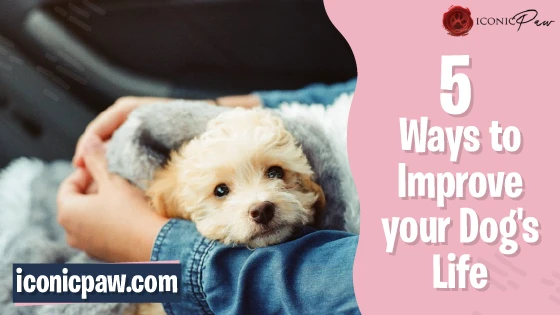 5 Ways to Improve Your Dog's Life- Infographics