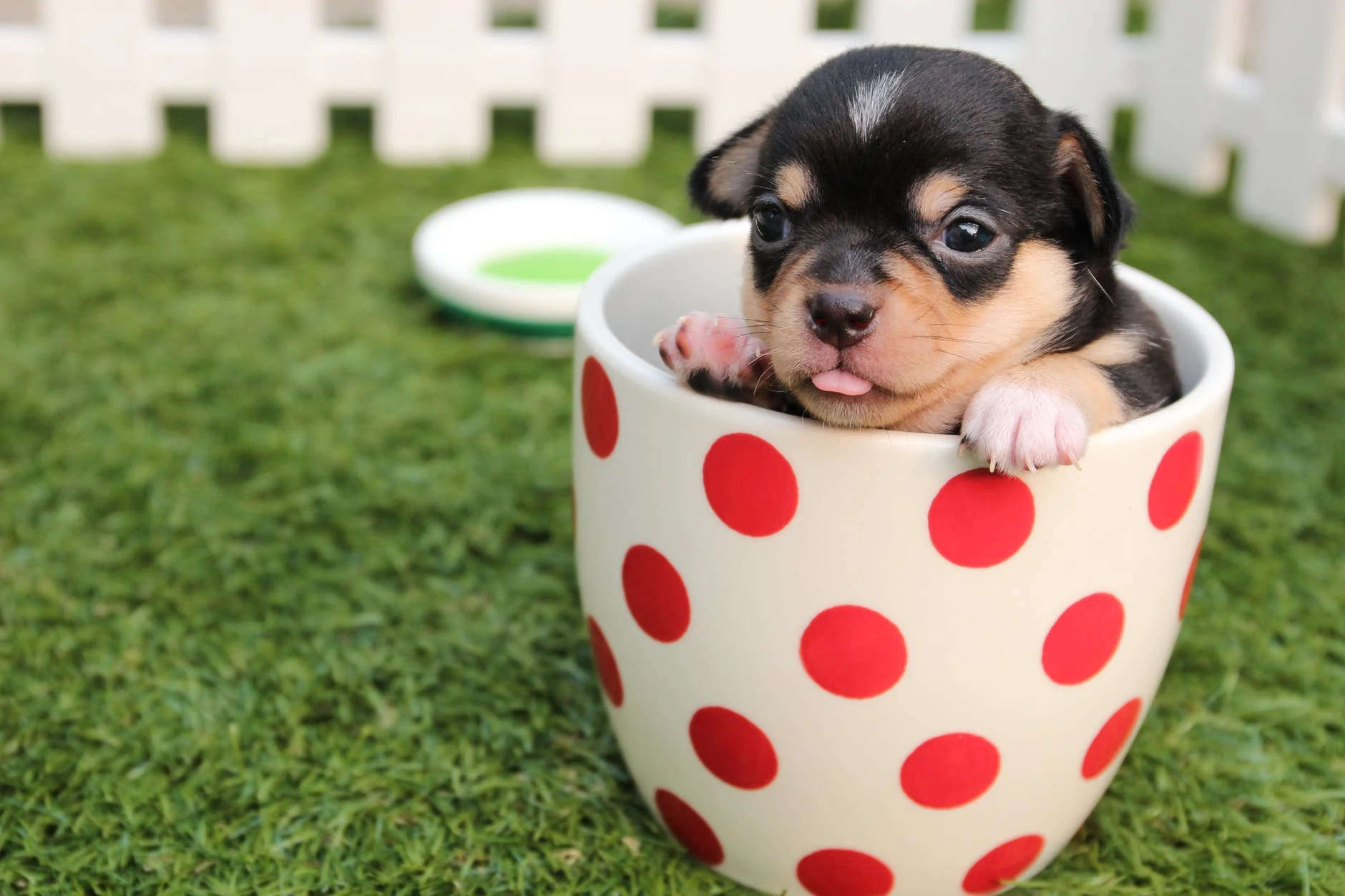 puppy sitting inside a cup