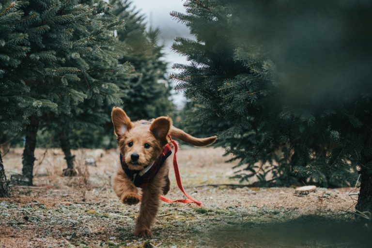 Seven Holiday Activities You Can Do With Your Pet