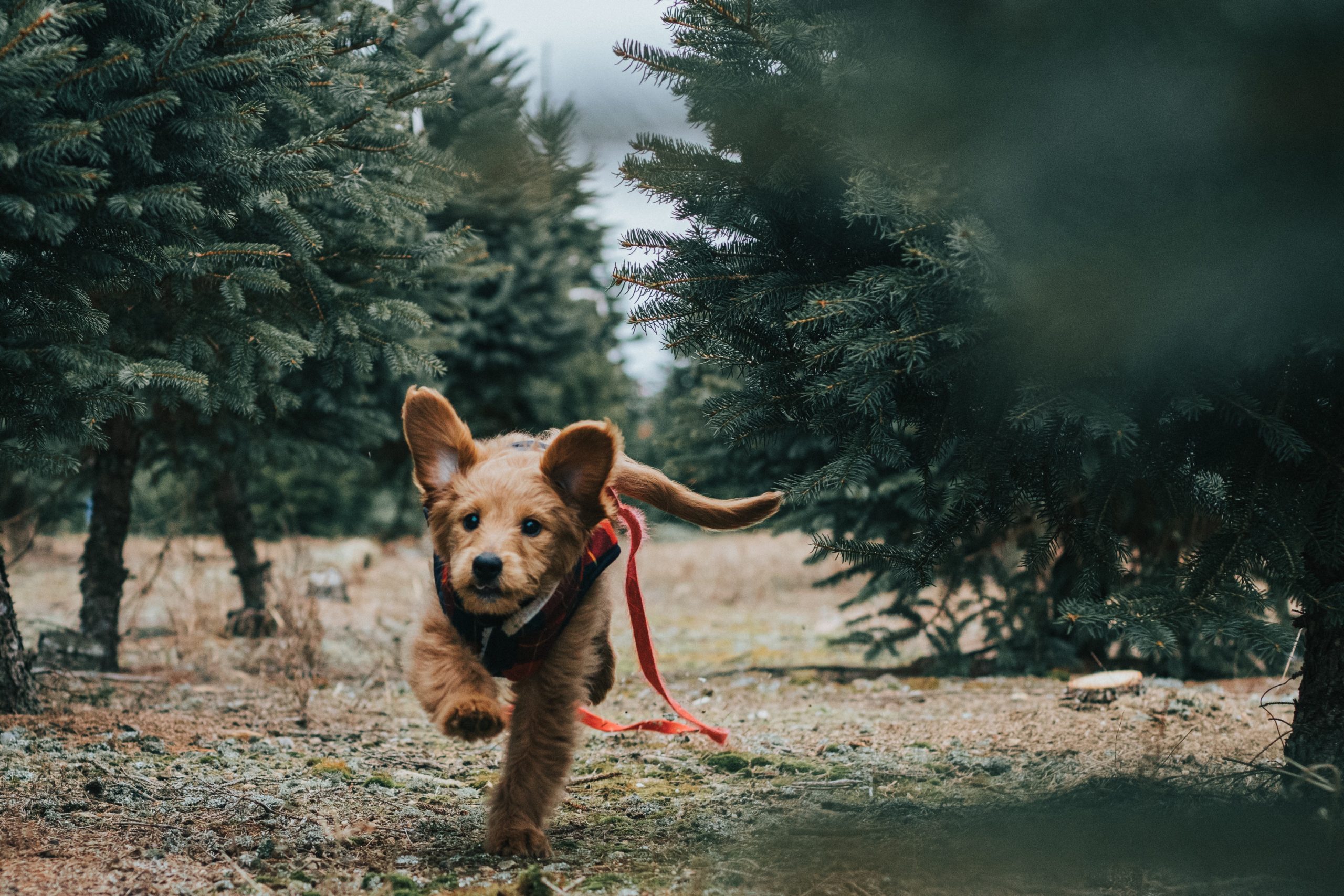 small dog running between pine trees