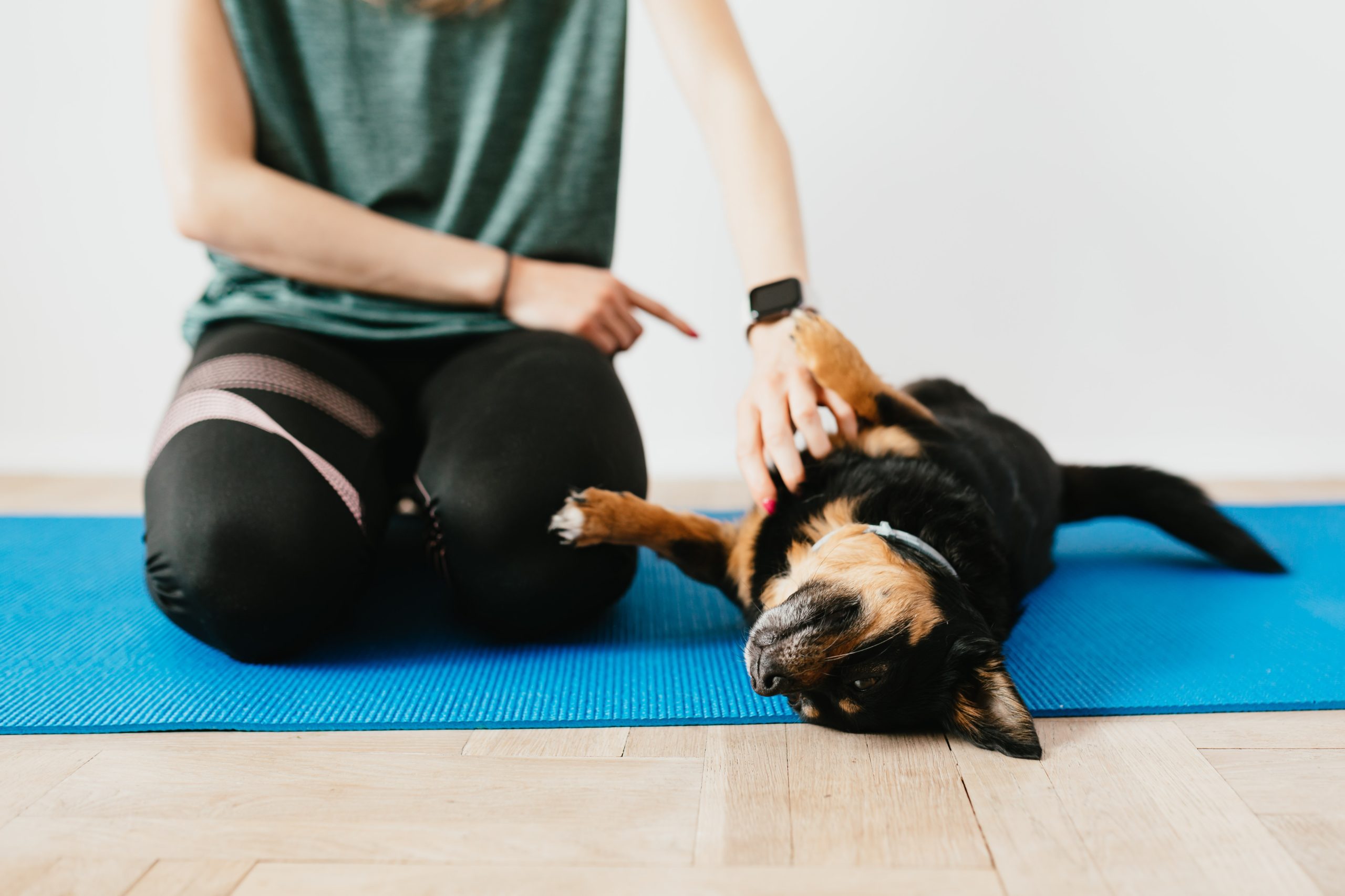 Dog rolling on blue yoga mat next to owner