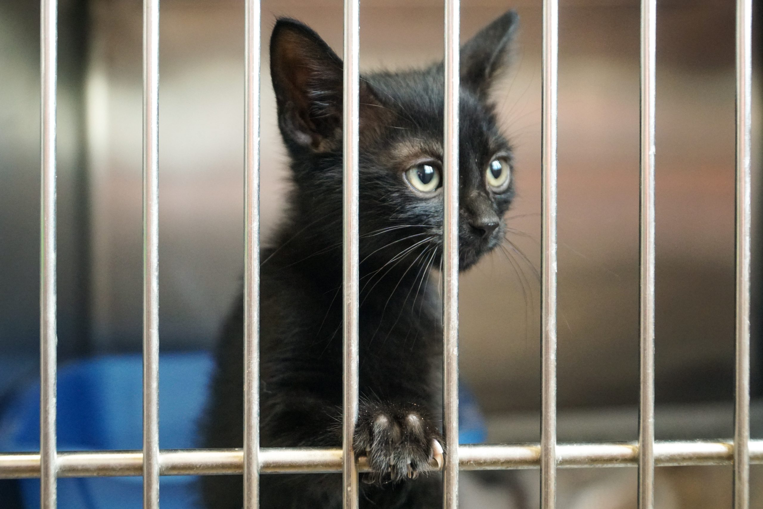 kitten sitting behind bars