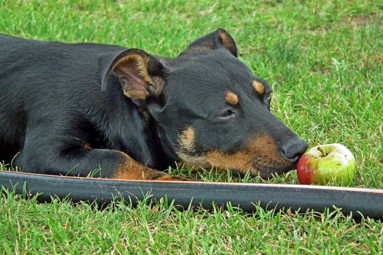 Are Apples Good or Bad for Dogs?