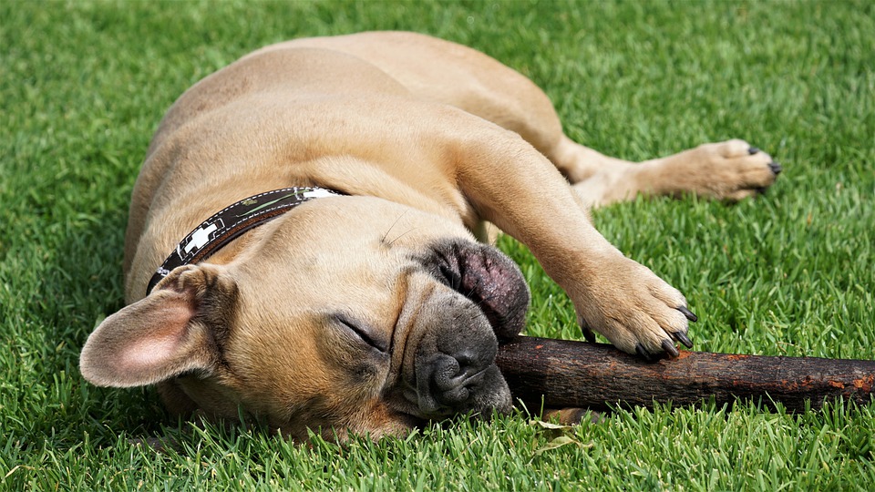 Dog lying down in the green grass with Chew Treat