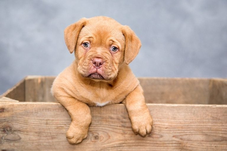 14 Best Gift Ideas for Puppy Lovers and Owners