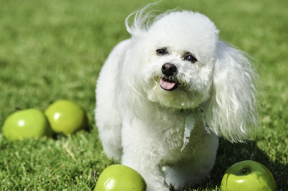 Dog sitting in the green grass with apples