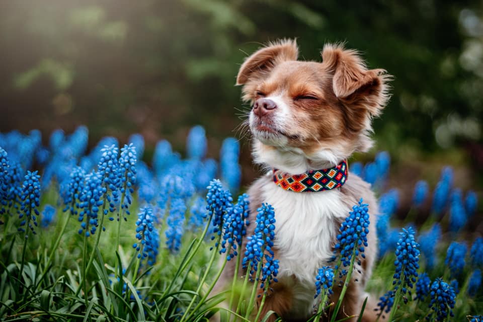 Dog striking a pose on the flower field