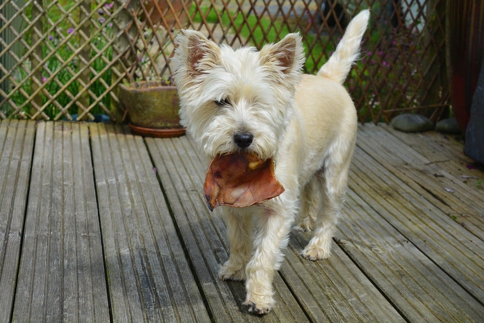 Dog holding a food in mouth
