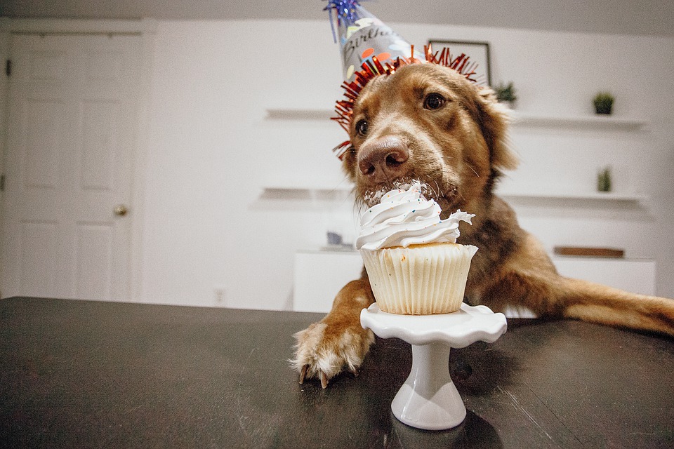 Dog celebrating birthday