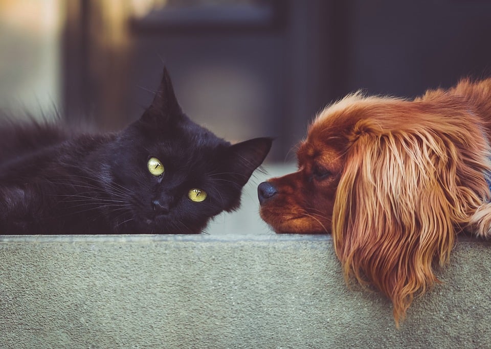 cat (left) and dog (right)