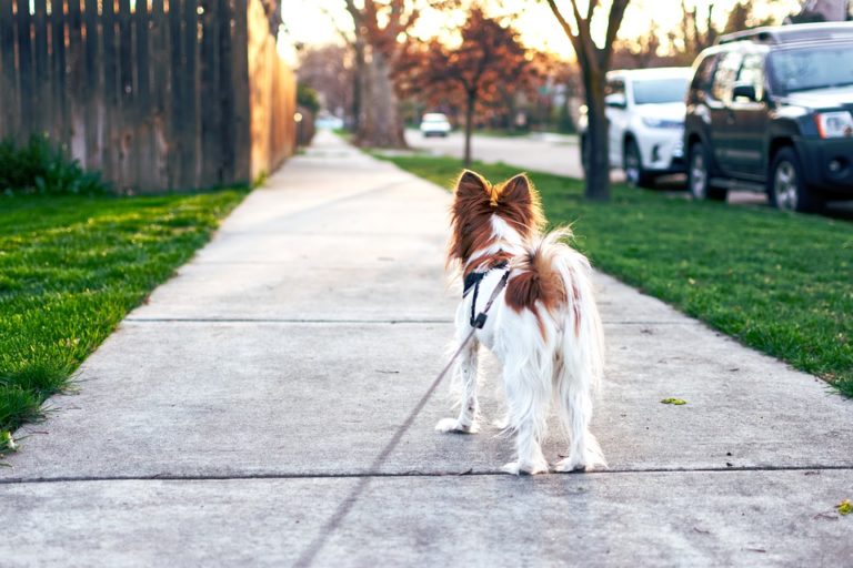 Everything You Need to Know About Dogs & Exercise