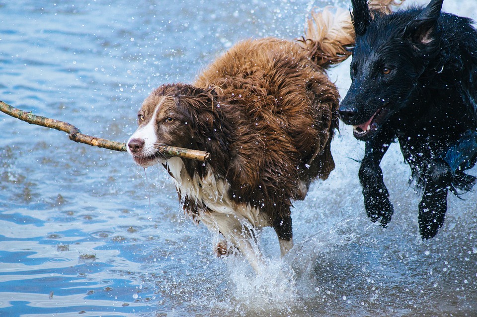 dogs with a stick on his mouth while playing on the water