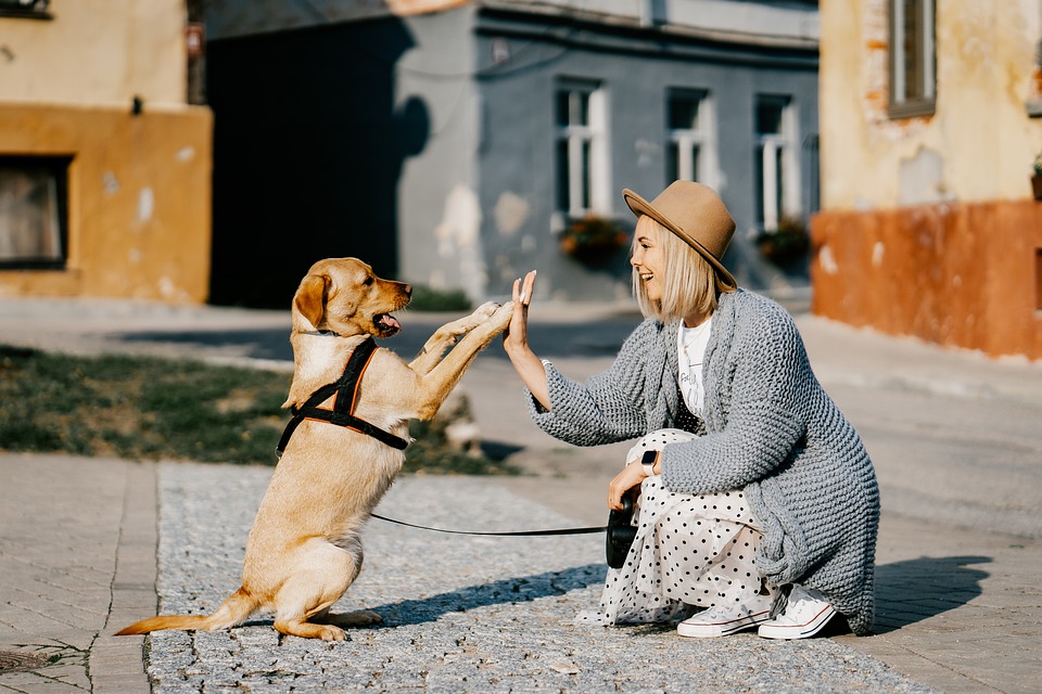 dog giving high five to a lady
