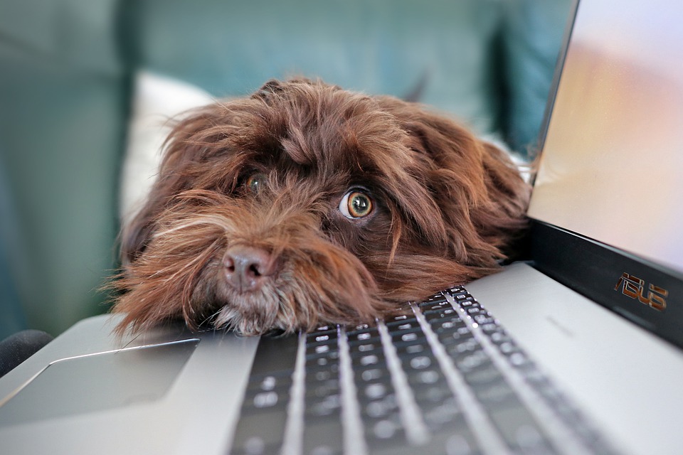 Dog striking a pose while lying on the laptop