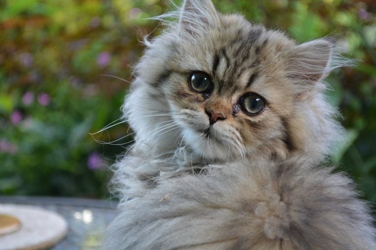Facts Pet Owners Should Know Before Getting a Persian Cat