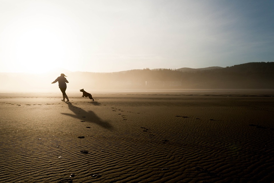 dog running towards owner on the sand