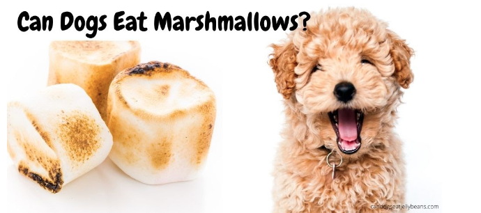 marshmallows (left) and dog (right)