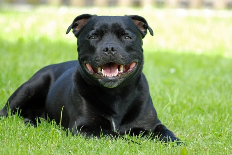 5 Reasons Why Staffies Have the Biggest Smiles