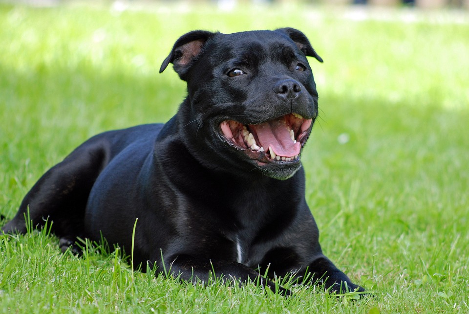 Smiling Staffy lying down in the green grass