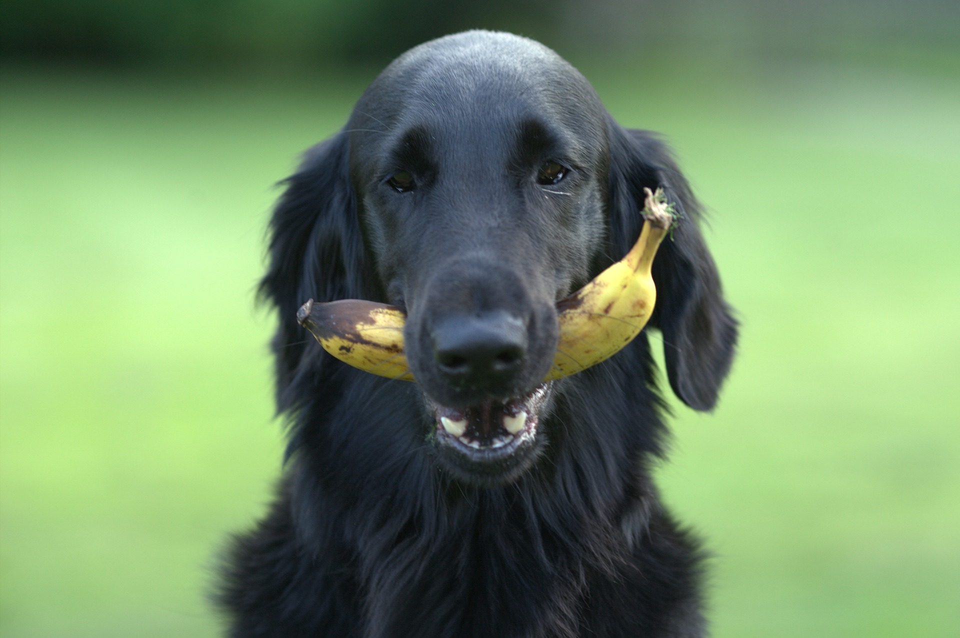 Dog with Banana