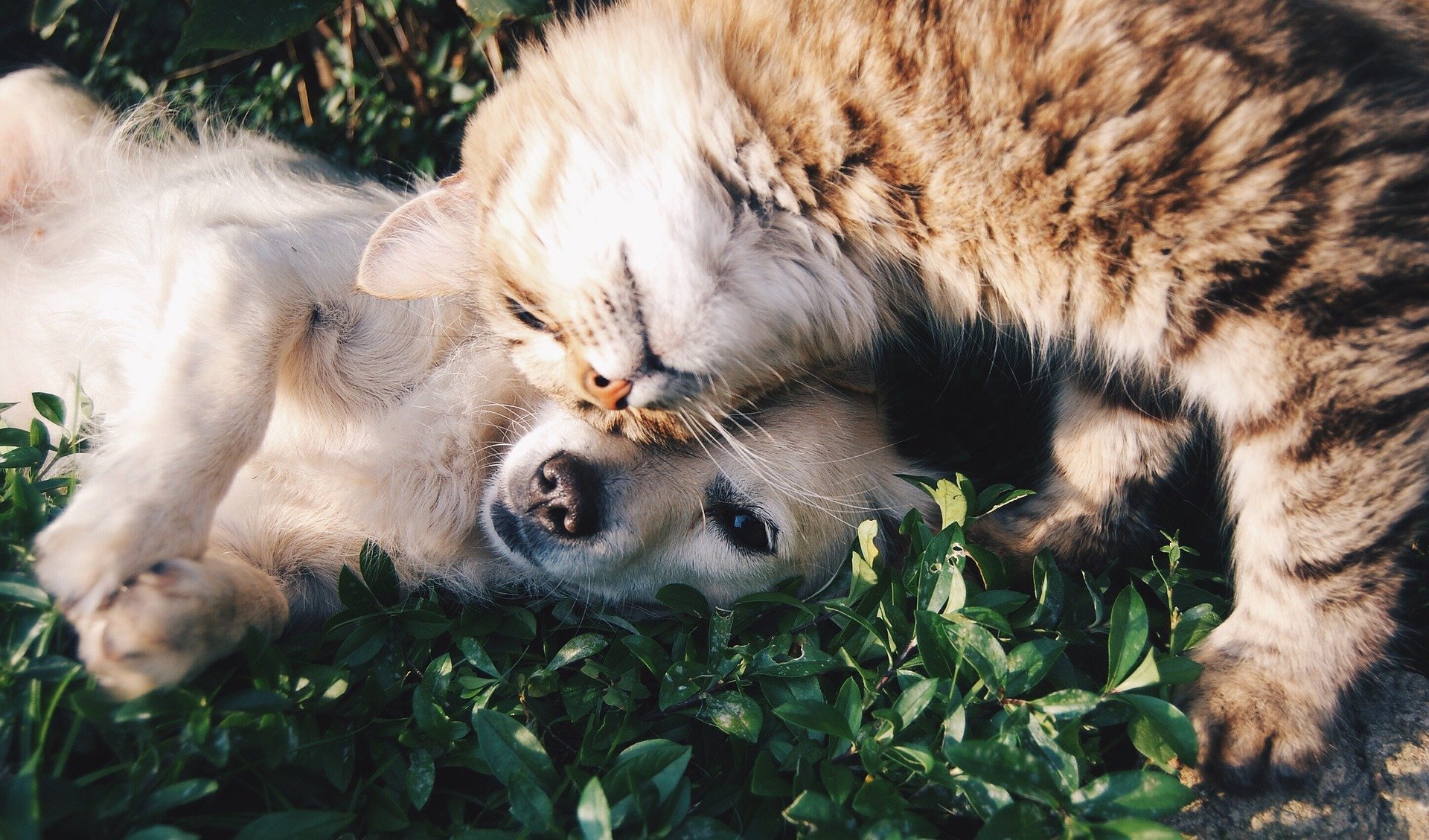 dog and cat cuddle with each other