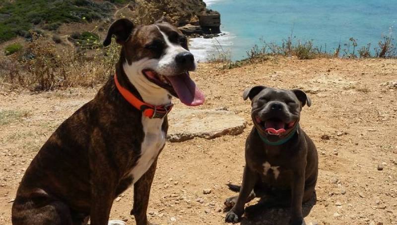 Smiling Staffies sitting on the ground
