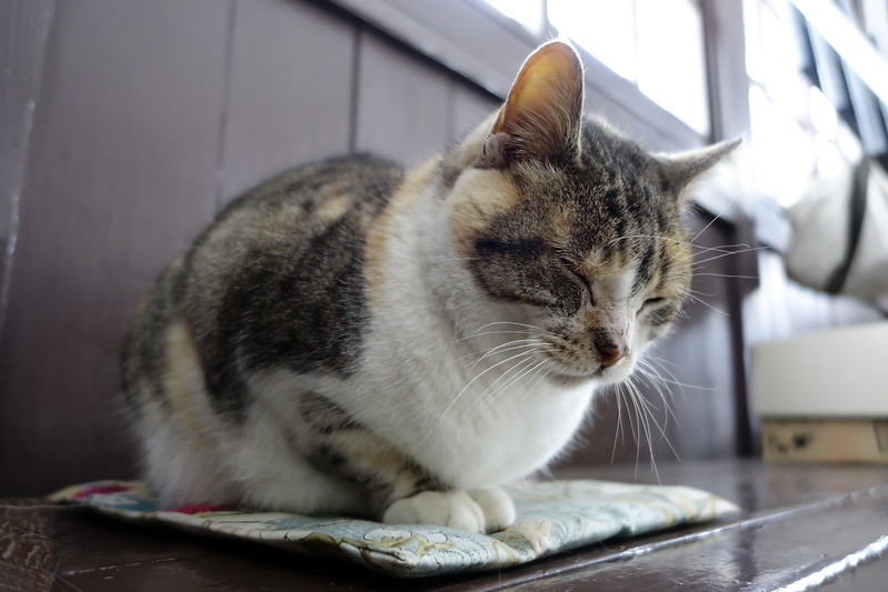 cat sitting on a mat