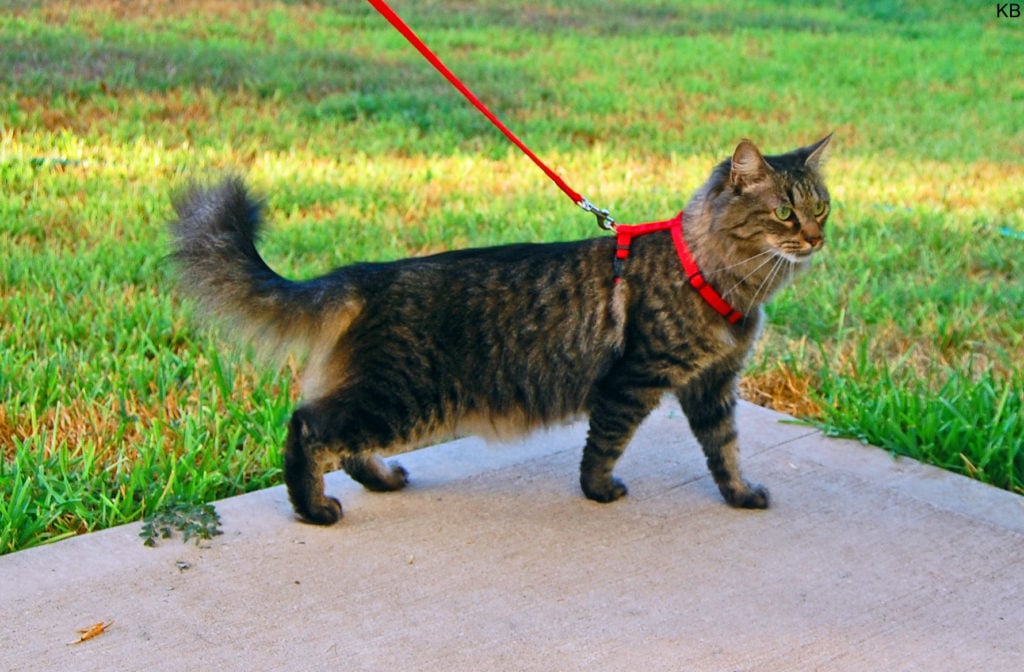 cat wearing a harness and leash standing near the green grass