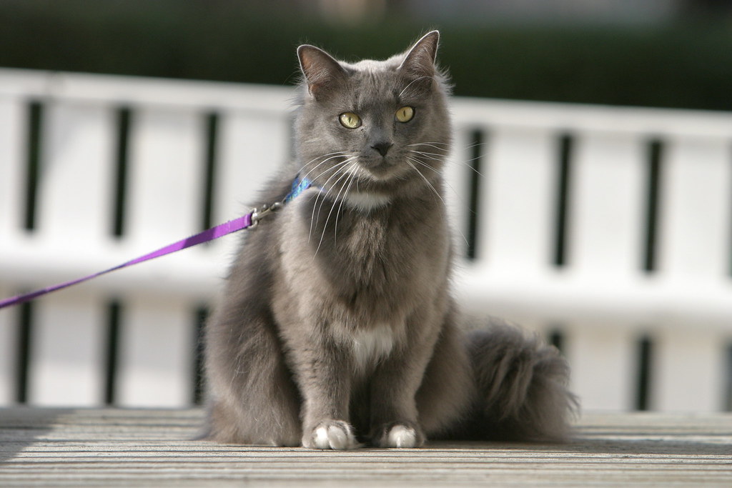 cat wearing a harness and leash