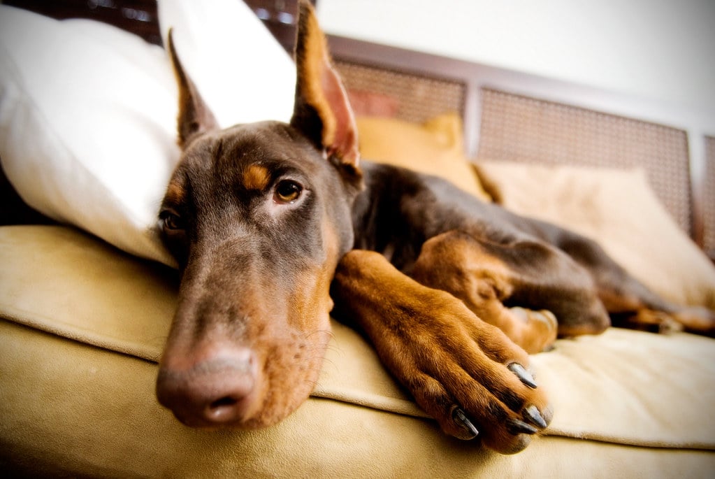 Doberman Pinscher lying on the couch