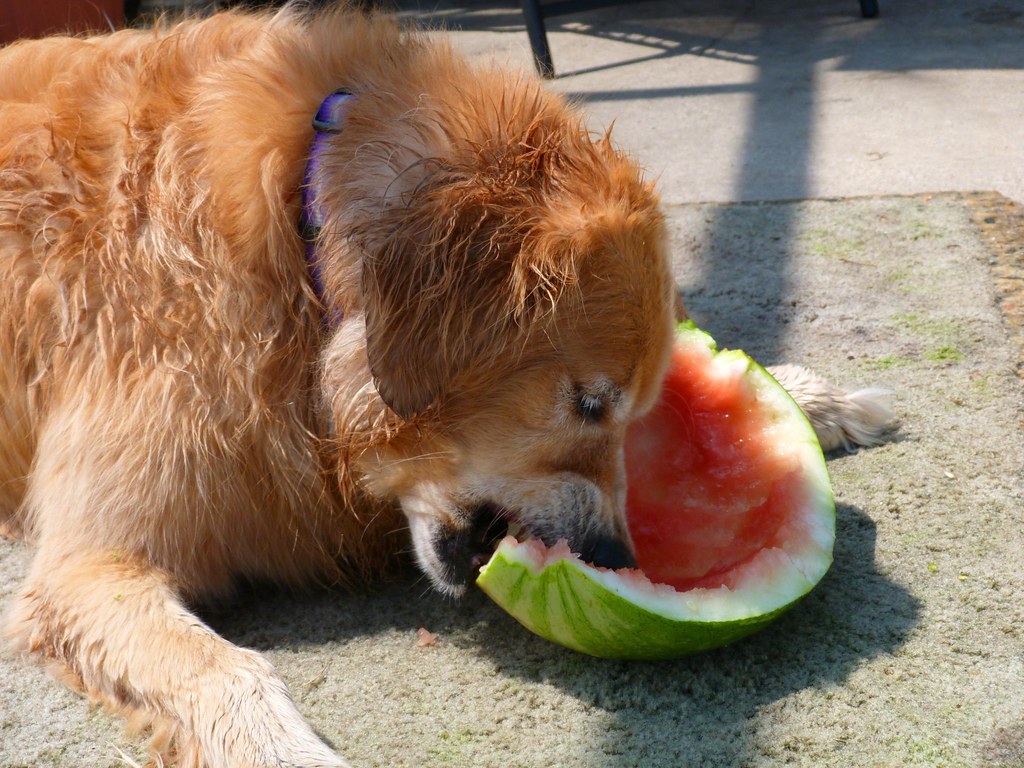 a photo of a dog eating watermelon