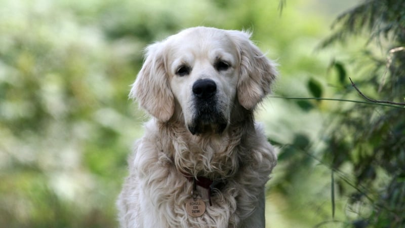 front view photo of a dog on a blurry background