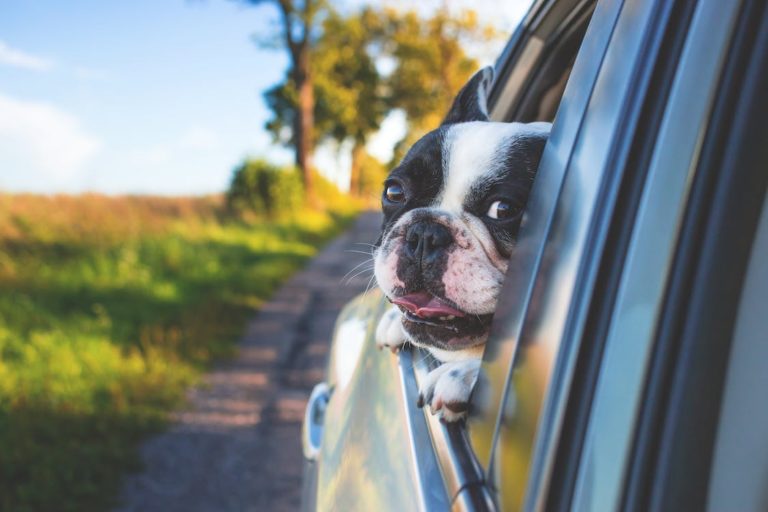 10 Must-Try Tips for Moving With Pets