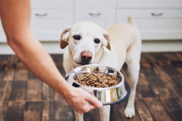 photo of a dog looking at his food bowl