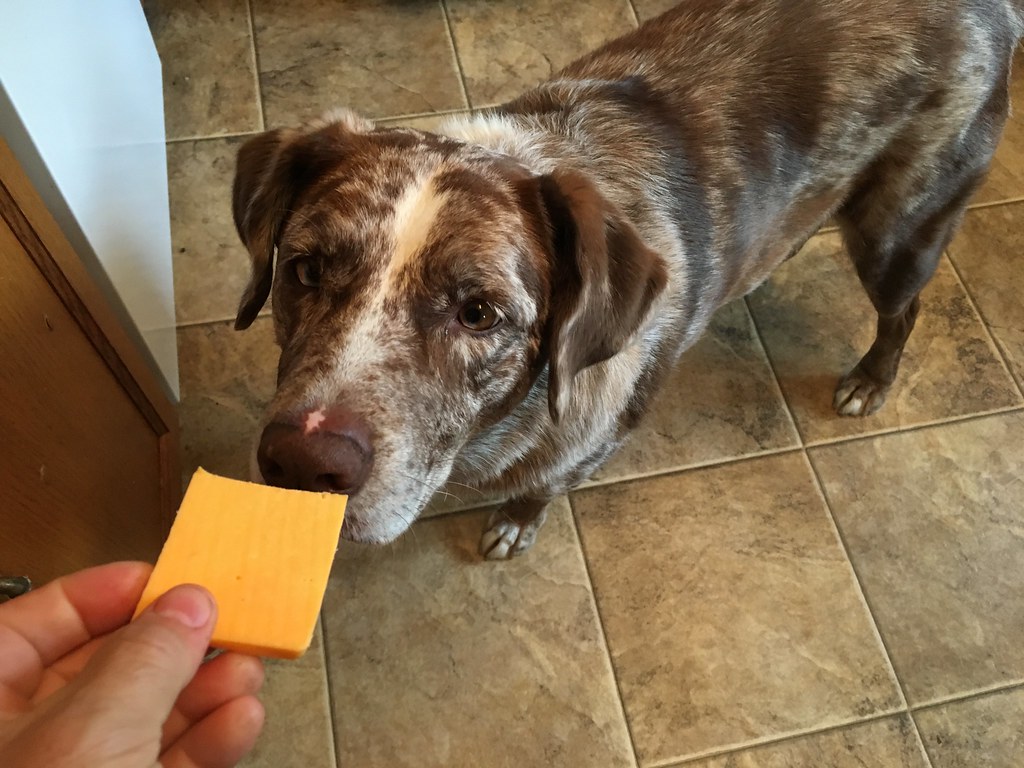 A pet owner gives cheese to his dog.
