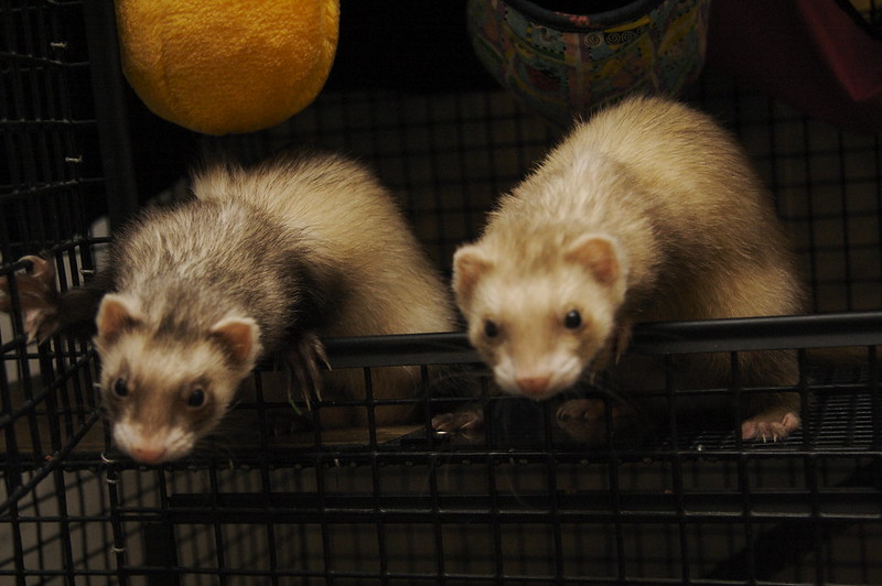 ferrets inside the cage
