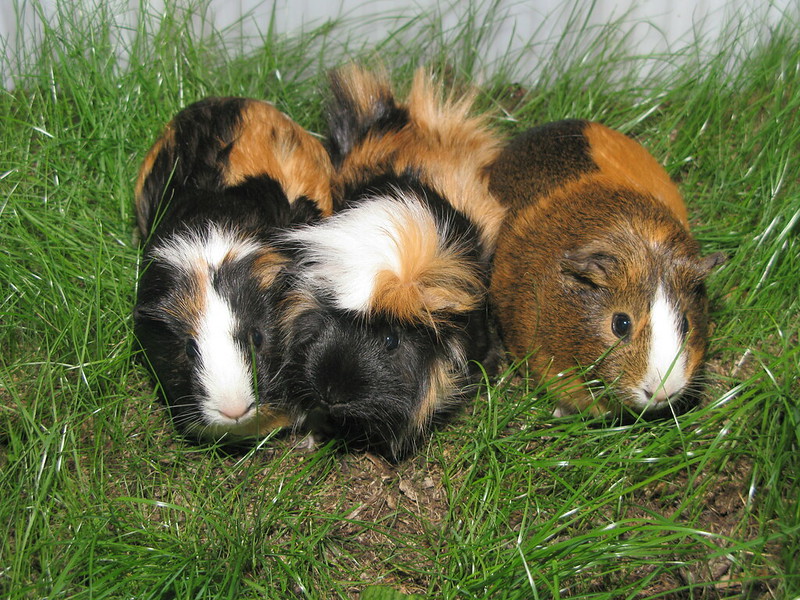 guinea pigs on the grass