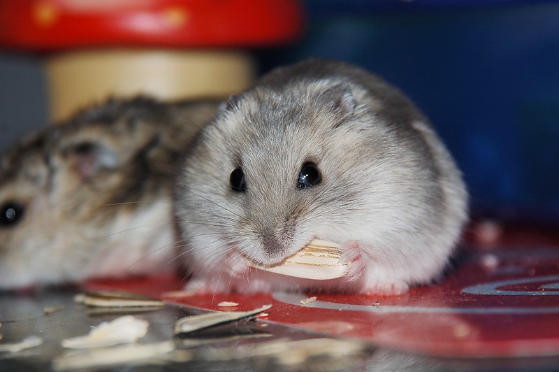 hamster eating food