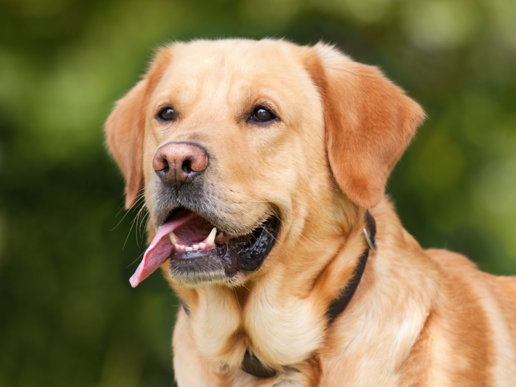 close-up photo of Labrador Retriever tongue out