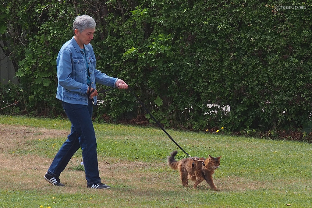 pet owner train his cat to walk on a leash on the green grass