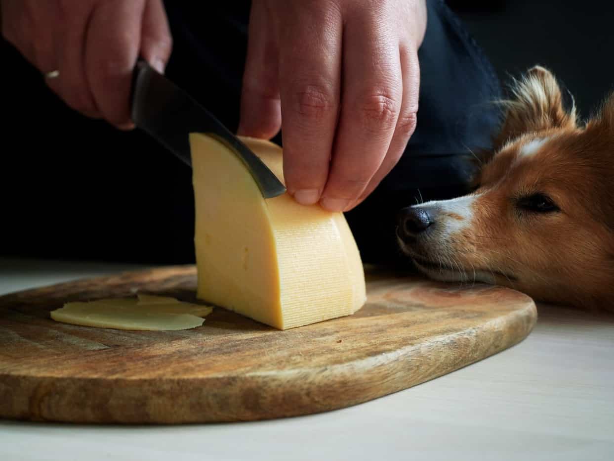 a pet owner slicing a cheese for his dog