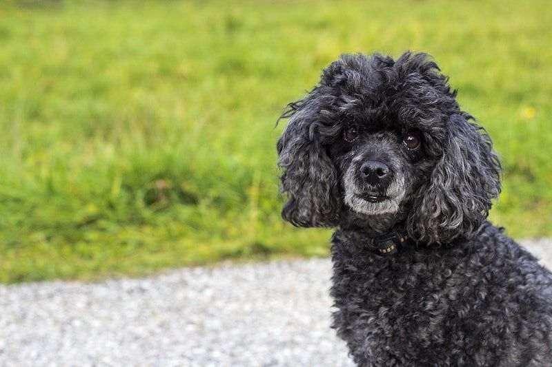 a black poodle standing on the side of the road