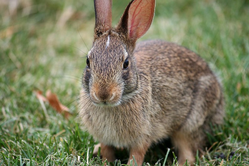 rabbit standing on the green grass