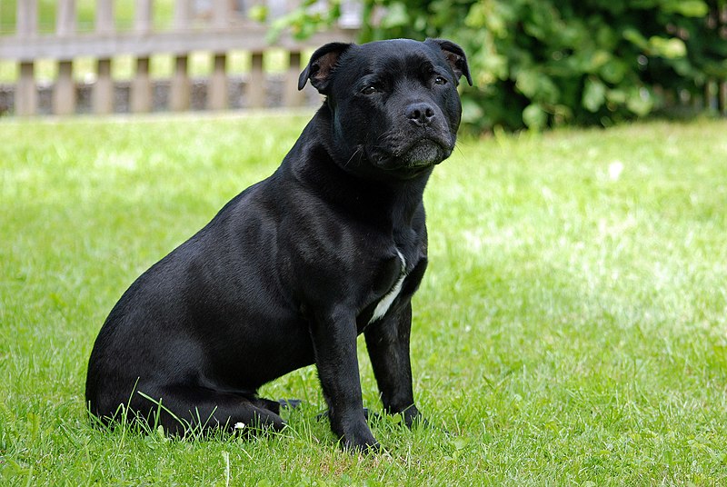 photo of black Staffy on the green grass