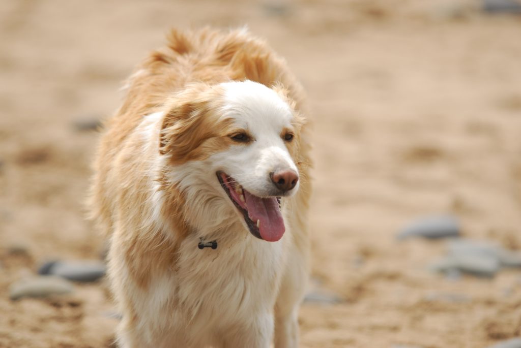 a yellow Border Collie standing on the ground