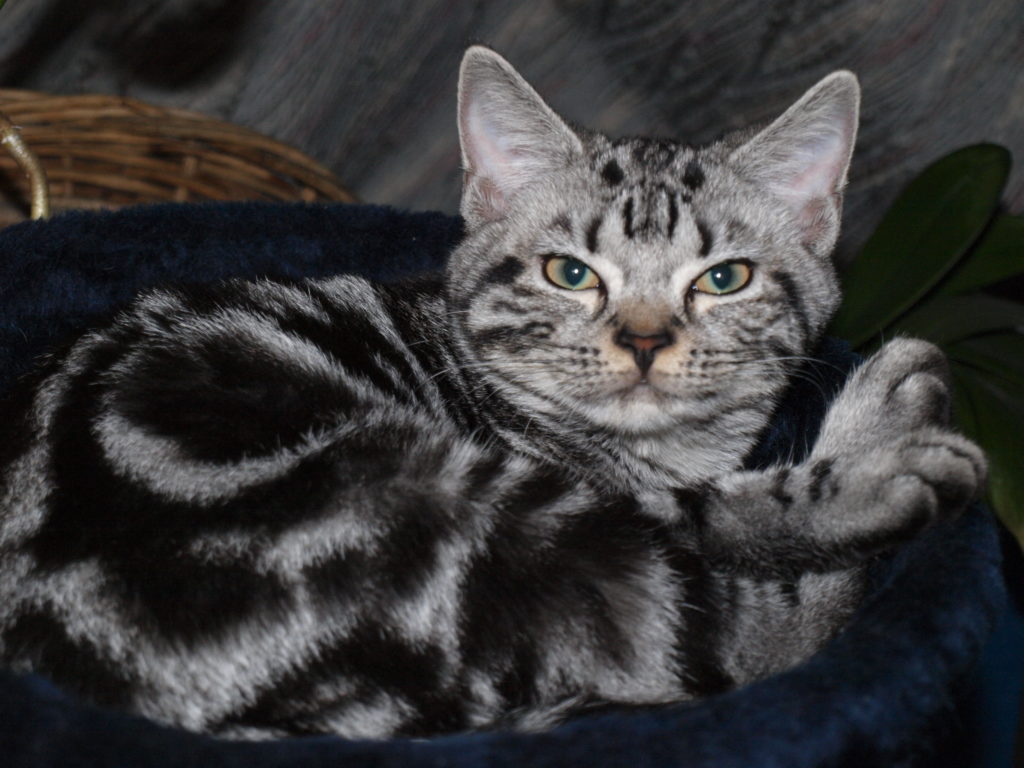 American Shorthair lying on the couch